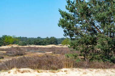 Ulusal park De Loonse en Drunense Duinen, Kuzey Brabant, Hollanda 'daki çöl manzaraları güneşli bir günde