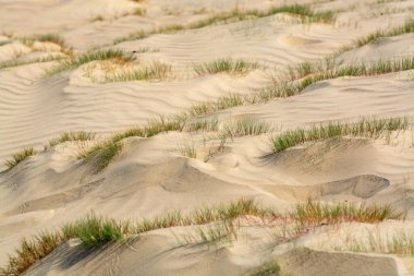 Ulusal park De Loonse en Drunense Duinen, Kuzey Brabant, Hollanda 'daki çöl manzaraları güneşli bir günde