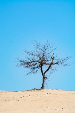 Ulusal park De Loonse en Drunense Duinen, Kuzey Brabant, Hollanda 'daki çöl manzaraları güneşli bir günde