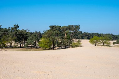Ulusal park De Loonse en Drunense Duinen, Kuzey Brabant, Hollanda 'daki çöl manzaraları güneşli bir günde