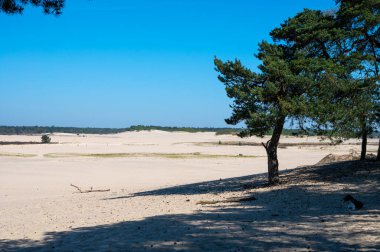 Ulusal park De Loonse en Drunense Duinen, Kuzey Brabant, Hollanda 'daki çöl manzaraları güneşli bir günde