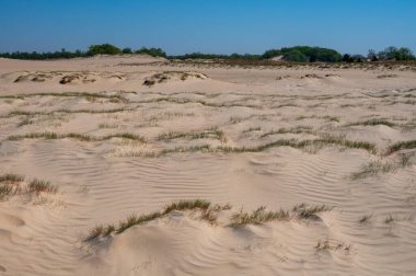 Ulusal park De Loonse en Drunense Duinen, Kuzey Brabant, Hollanda 'daki çöl manzaraları güneşli bir günde