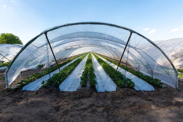 采用塑性栽培法种植草莓果实 并在温室乙烯通道内的塑料覆盖物上种植 — 图库照片