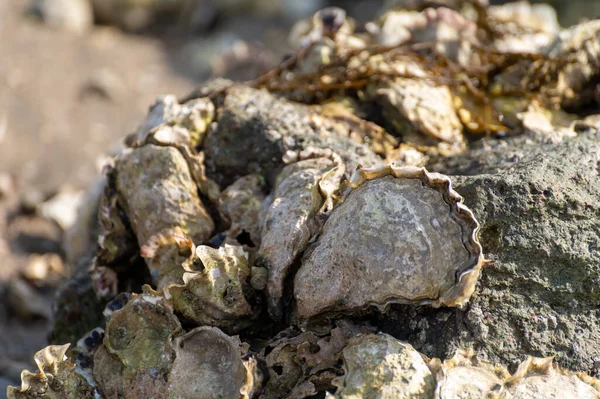 Seasonal Harvesting Wild Oysters Shellfish Sea Shore Low Tide Zeeland — Stock Photo, Image