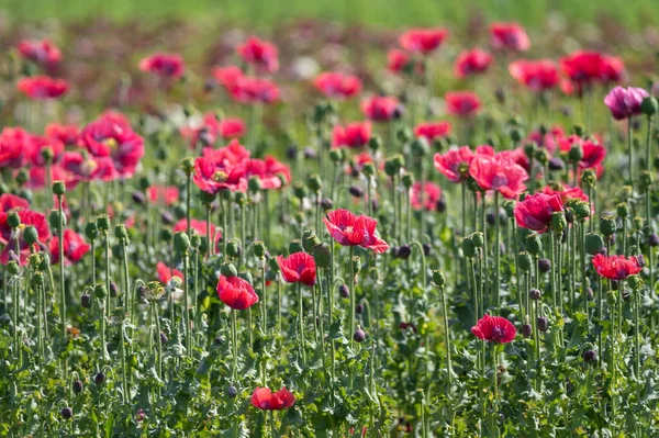 Flor Muchos Jardín Flores Amapola Roja Fondo Naturaleza — Foto de Stock