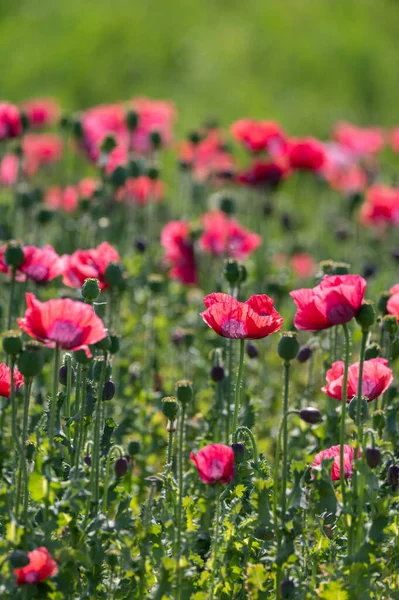 Fleur Nombreux Jardin Fleurs Pavot Rouge Fond Nature — Photo