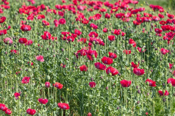 Fleur Nombreux Jardin Fleurs Pavot Rouge Fond Nature — Photo