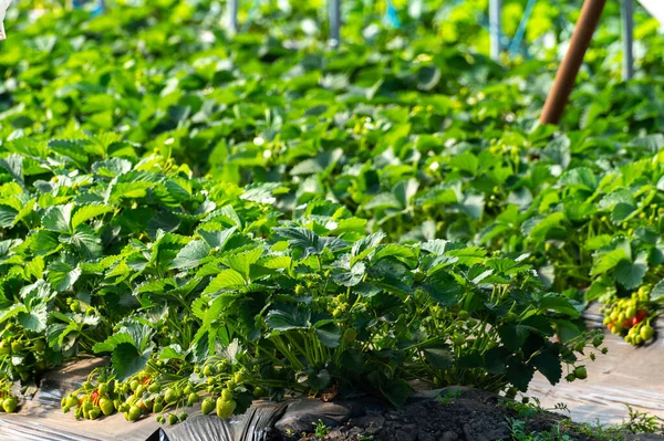 Anbau Von Erdbeerfrüchten Nach Der Methode Der Weichmacherei Pflanzen Die — Stockfoto