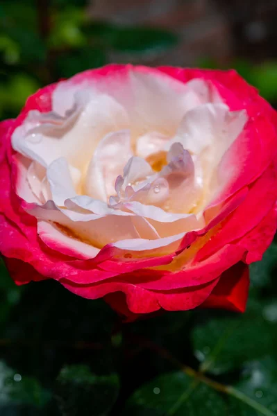 Blossom of white red Hybrid tea nostalgie or double delight florist garden rose close up