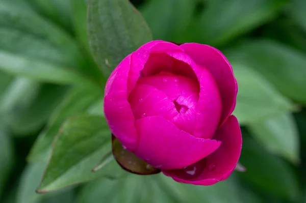 Blüte Der Rosa Pfingstrose Aus Nächster Nähe — Stockfoto