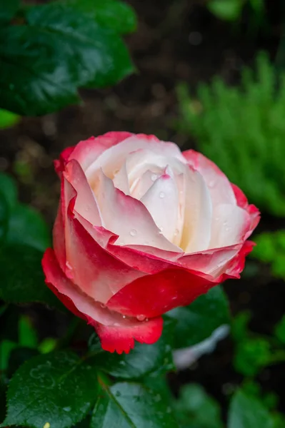 Blossom of white red Hybrid tea nostalgie or double delight florist garden rose close up
