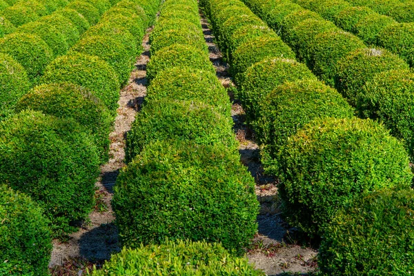 有一排排球状常绿黄杨木植物的种植园 — 图库照片