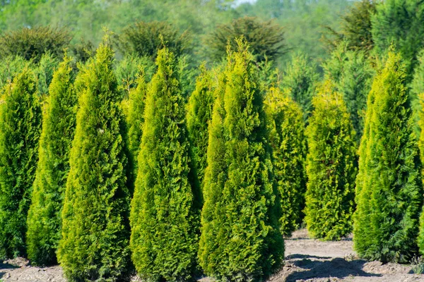 Plantation Avec Rangées Thuja Conifères Cypres Pins Différentes Formes Dans — Photo