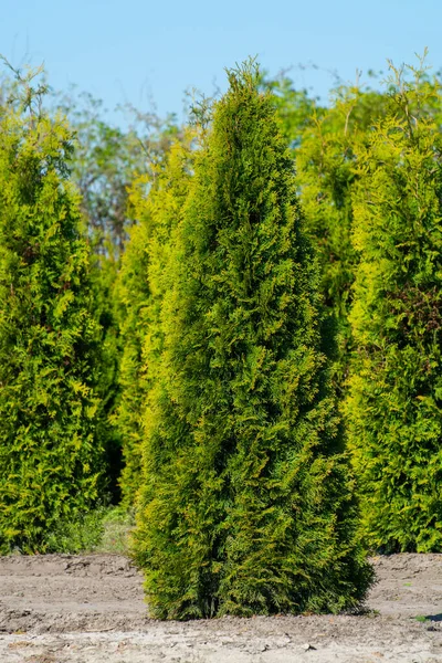 日当たりの良い日に異なる形状のThuja Coniferum Cyprus 松の木の行を持つプランテーション — ストック写真