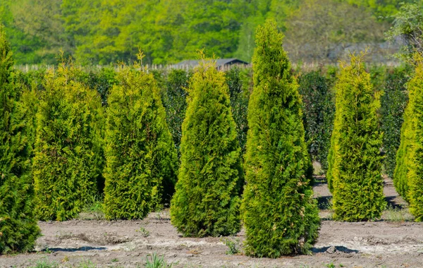 日当たりの良い日に異なる形状のThuja Coniferum Cyprus 松の木の行を持つプランテーション — ストック写真
