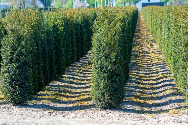 Aydınlık günlerde farklı şekillerde çam ağaçları, kozalaklı, kozalaklı tarlalar.