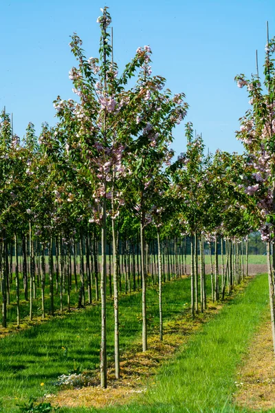 Plantación Con Hileras Árboles Decorativos Jardín Verde Diferentes Formas Días —  Fotos de Stock