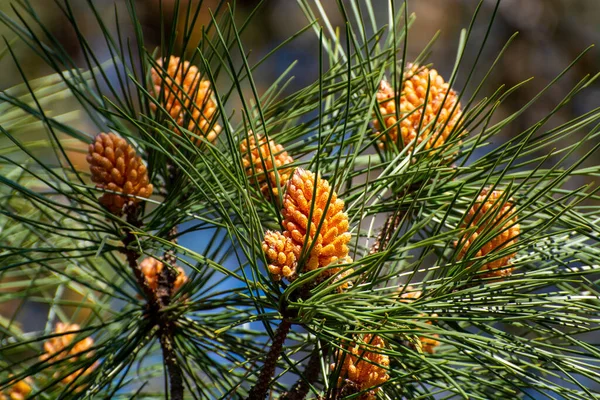 Güneşli bir günde baharda kozalaklı çam ağacı.