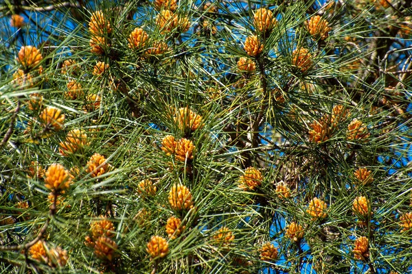 Pine Tree Young Cones Spring Sunny Day — Stock Photo, Image