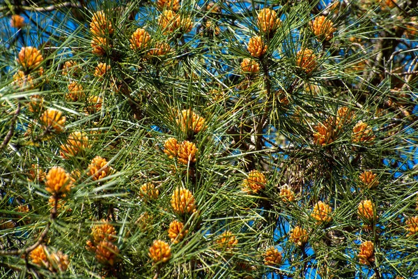 Pino Con Coni Giovani Primavera Nella Giornata Sole — Foto Stock