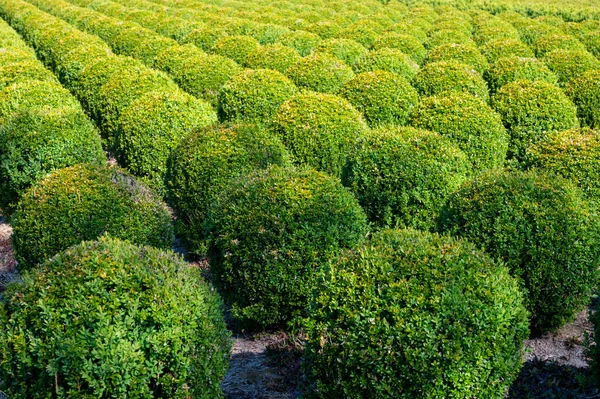有一排排球状常绿黄杨木植物的种植园 — 图库照片
