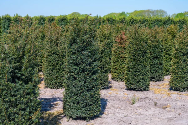 日当たりの良い日に異なる形状のThuja Coniferum Cyprus 松の木の行を持つプランテーション — ストック写真
