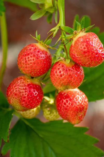 Unreife Rosa Erdbeerfrüchte Hängen Pflanzengarten — Stockfoto