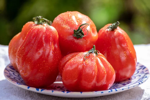 Fresh Ripe Red Beefsteak Coeur Boeuf Tomatoes Garden — Stock Photo, Image