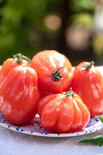 Bife Vermelho Maduro Fresco Tomate Coeur Boeuf Jardim — Fotografia de Stock