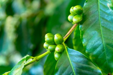 Tarladaki Arabika kahve ağacının dalında olgunlaşmış yeşil kahve çekirdekleri kapanıyor.