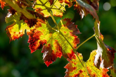 Sonbahar renkli üzüm yaprakları güneşli bir günde yakınlaşıyor.