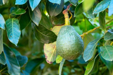 İspanya 'nın Gran Canaria adasındaki fidanlıkta yetişen olgun yeşil avokado meyveli tropik avokado ağacı mevsimlik hasat için hazır.