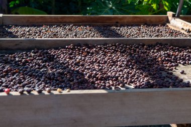 Geleneksel kurutma yöntemi dışarıda güneş ışığında açık alanda organik kahve çekirdeklerini kurutmak. Biyolojik kahve çiftliği.
