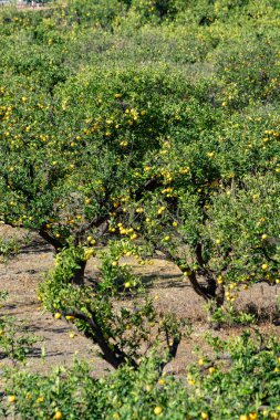 Ağaç, Agaete vadisi, Büyük Kanarya, Kanarya, İspanya 'da birçok turuncu turunçgil meyvesi sallanan lezzetli göbek portakalları çiftliği.
