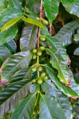 Tarladaki Arabika kahve ağacının dalında olgunlaşmış yeşil kahve çekirdekleri kapanıyor.