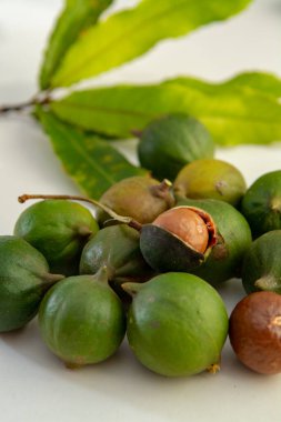 Taze taze Avustralya Macadamia fındığı hasadı kabuklu ve yapraklı.