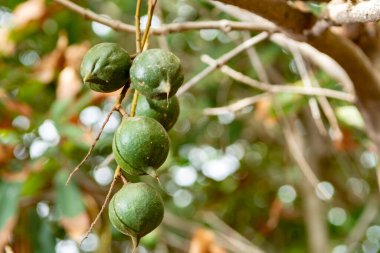 Olgun tropik macadamia fındıkları macadamia ağacını teslim ediyor hasat için hazır.