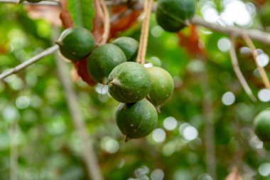 Olgun tropik macadamia fındıkları macadamia ağacını teslim ediyor hasat için hazır.