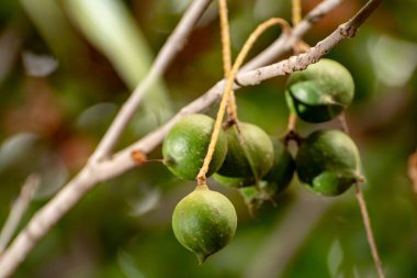Olgun tropik macadamia fındıkları macadamia ağacını teslim ediyor hasat için hazır.