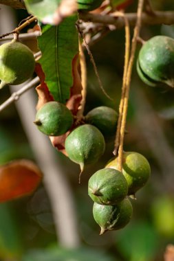 Olgun tropik macadamia fındıkları macadamia ağacını teslim ediyor hasat için hazır.