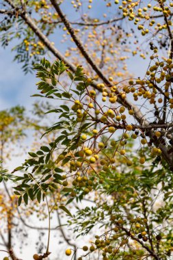 Melia azedarach ya da chinaberry tree, Pride of India, boncuk-tree, Burun leylağı, Persli ya da Hint leylağı