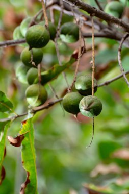 Olgun tropik macadamia fındıkları macadamia ağacını teslim ediyor hasat için hazır.