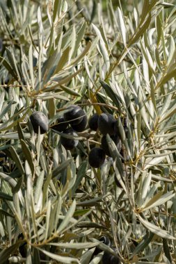 Kocaman, olgun, siyah zeytinli zeytin ağacı hasat için hazır.