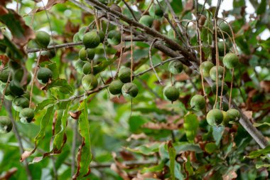 Olgun tropik macadamia fındıkları macadamia ağacını teslim ediyor hasat için hazır.
