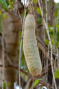 Bir dal kigelia pinnata ya da yenilemez meyveli Afrika sosisi ağacı.