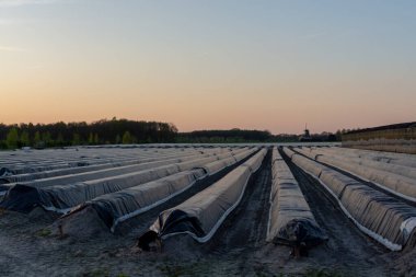 Büyüyen beyaz kuşkonmazla kaplı uzun sıralı manzara plastik filmle kaplı, beyaz kuşkonmazda yeni sezon başlıyor.