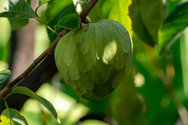 Cherimoya Maturo Verde Gelato Frutta Esotica Con Sapore Frutta Gustoso — Foto Stock