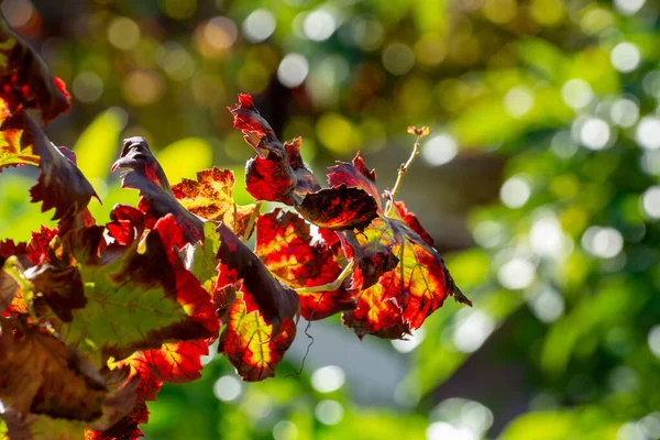 Autumn Colorful Leaves Grape Plants Close Sunny Day — Stock Photo, Image