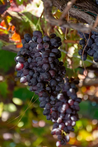Bunches Ripe Red Table Grapes Hanging Old Grape Plants Autumn — Stock Photo, Image