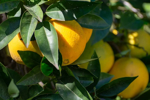 Tasty navel oranges plantation with many orange citrus fruits hanging on trees, Agaete valley, Gran Canaria, Canary, Spain